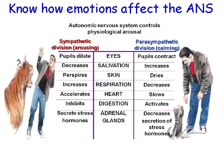 Know how emotions affect the ANS 