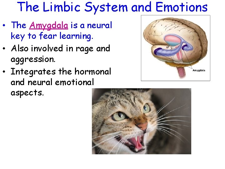 The Limbic System and Emotions • The Amygdala is a neural key to fear