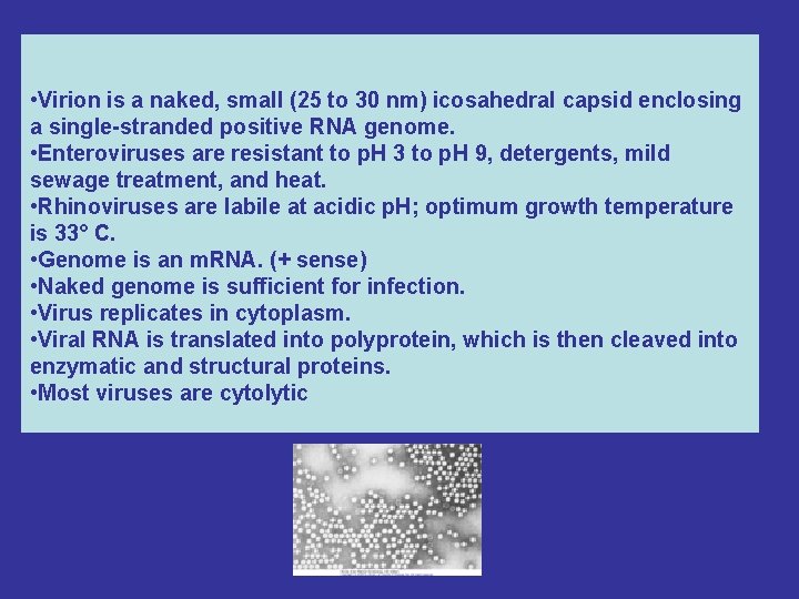  • Virion is a naked, small (25 to 30 nm) icosahedral capsid enclosing