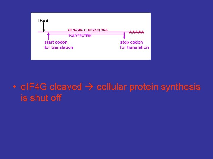  • e. IF 4 G cleaved cellular protein synthesis is shut off 