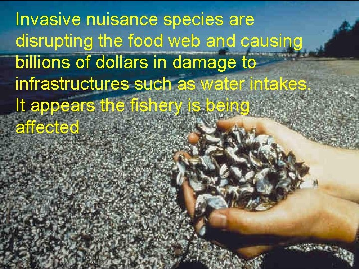 Invasive nuisance species are disrupting the food web and causing billions of dollars in