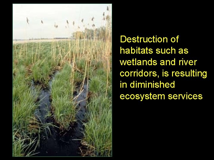 Destruction of habitats such as wetlands and river corridors, is resulting in diminished ecosystem