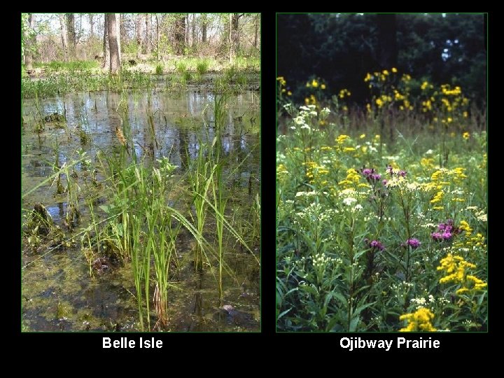 Belle Isle Ojibway Prairie 