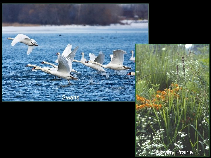 Swans Ojibway Prairie 