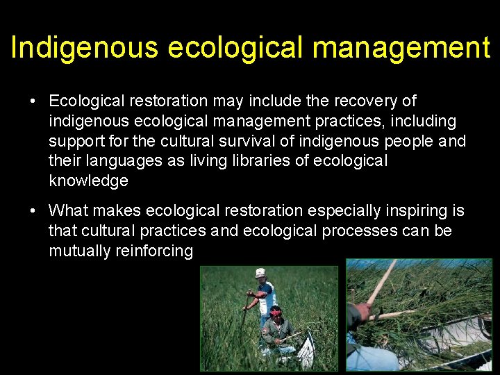 Indigenous ecological management • Ecological restoration may include the recovery of indigenous ecological management