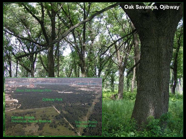 Oak Savanna, Ojibway 