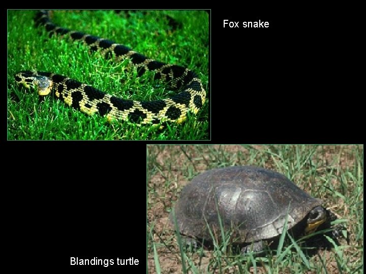 Fox snake Blandings turtle 