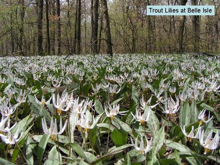 Trout Lilies at Belle Isle 