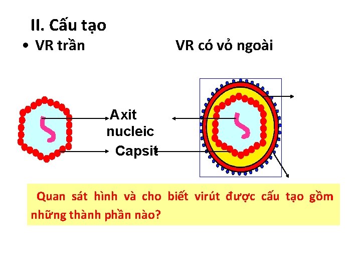 II. Cấu tạo • VR trần Axit nucleic Capsit VR có vỏ ngoài Màng
