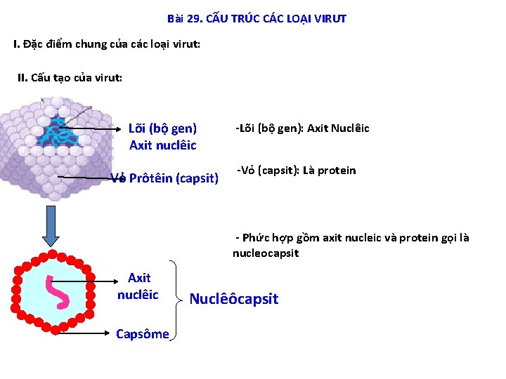 Bài 29. CẤU TRÚC CÁC LOẠI VIRUT I. Đặc điểm chung của các loại