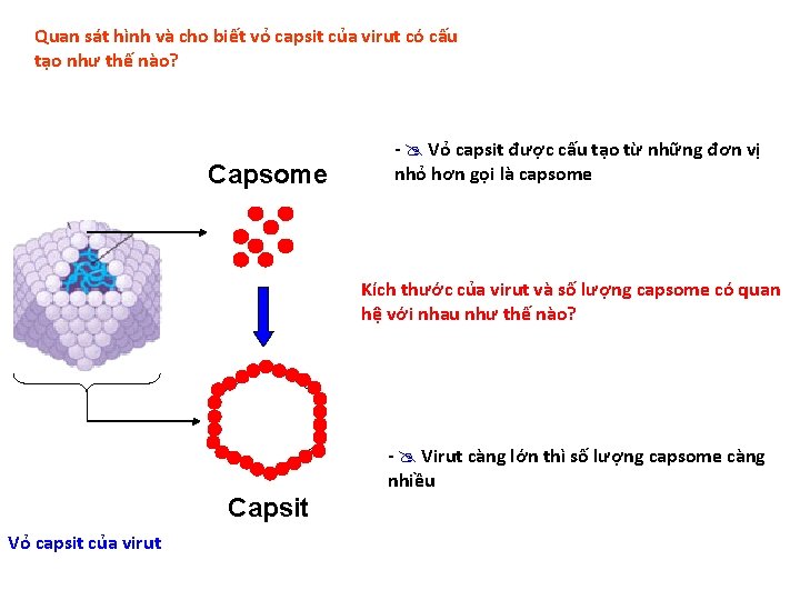 Quan sát hình và cho biết vỏ capsit của virut có cấu tạo như