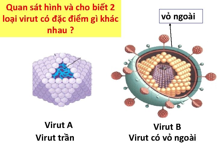 Quan sát hình và cho biết 2 loại virut có đặc điểm gì khác Quan sát hình và cho biết 2 loại virut có đặc điểm gì khác
