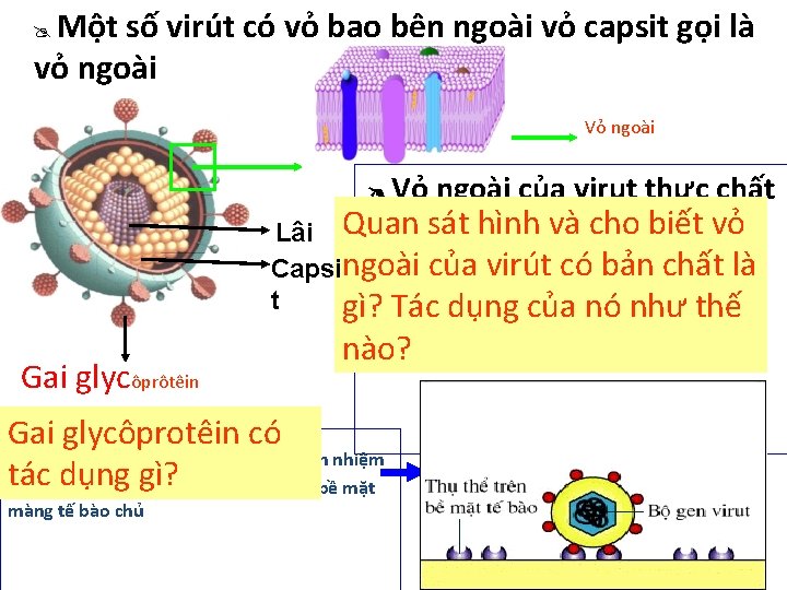 Một số virút có vỏ bao bên ngoài vỏ capsit gọi là vỏ ngoài