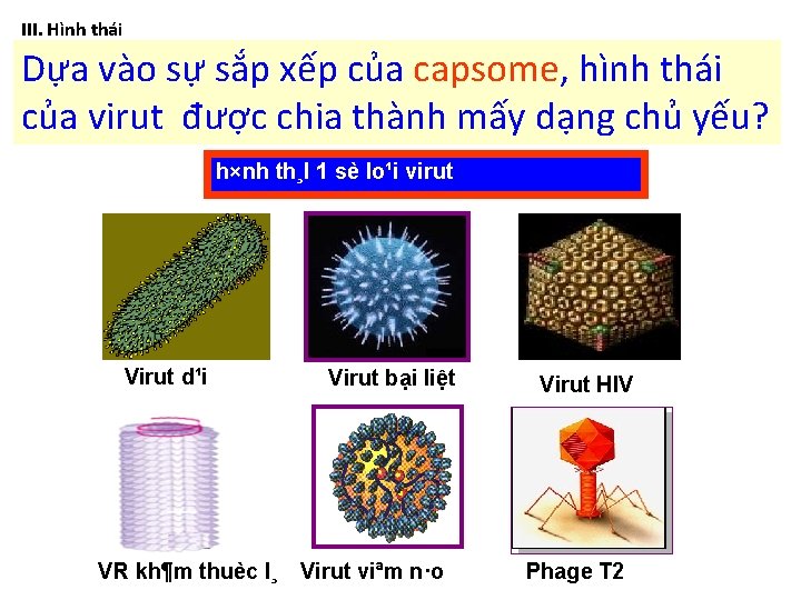 III. Hình thái Dựa vào sự sắp xếp của capsome, hình thái của virut