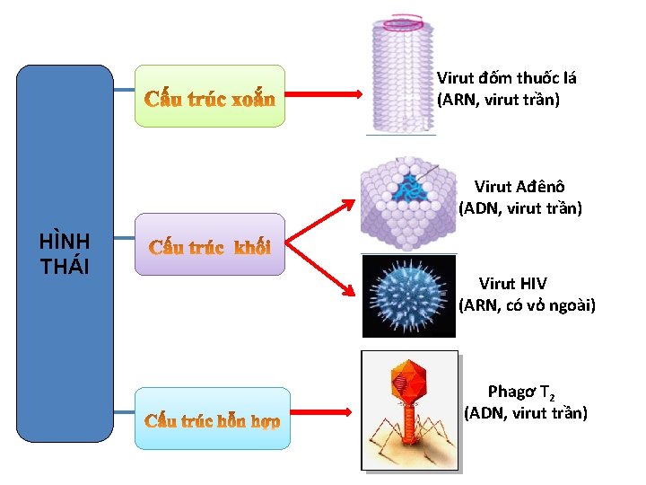 Virut đốm thuốc lá (ARN, virut trần) Virut Ađênô (ADN, virut trần) HÌNH THÁI