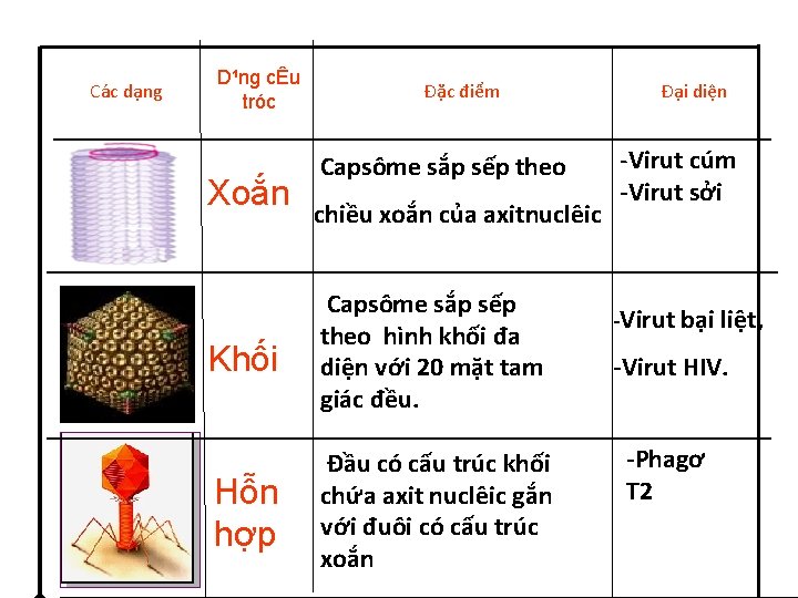 Các dạng D¹ng cÊu tróc Xoắn Đặc điểm Capsôme sắp sếp theo chiều xoắn Các dạng D¹ng cÊu tróc Xoắn Đặc điểm Capsôme sắp sếp theo chiều xoắn