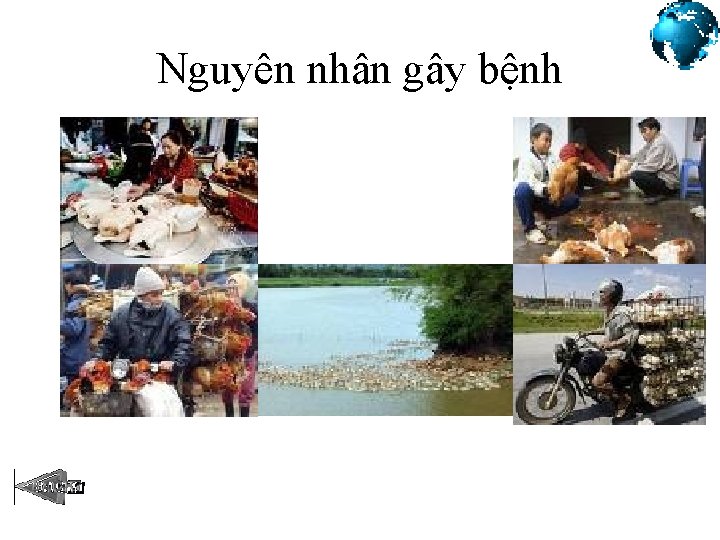 Nguyên nhân gây bệnh Nguyên nhân gây bệnh