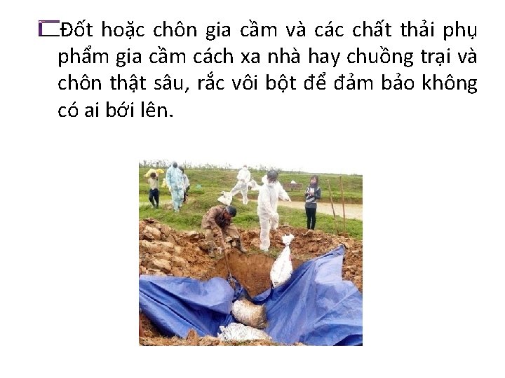 Đốt hoặc chôn gia cầm và các chất thải phụ phẩm gia cầm cách