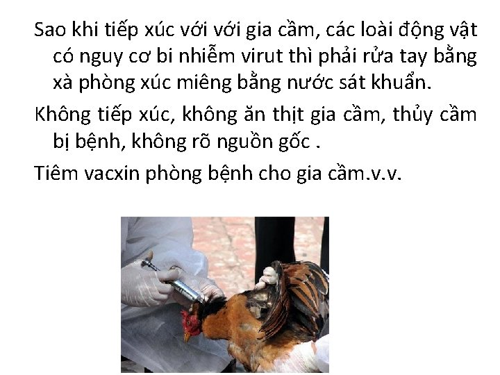 Sao khi tiếp xúc với gia cầm, các loài động vật có nguy cơ