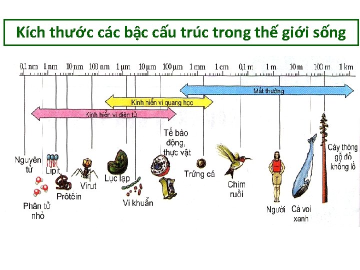 Kích thước các bậc cấu trúc trong thế giới sống 