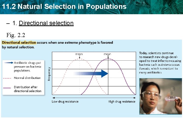 11. 2 Natural Selection in Populations – 1. Directional selection Fig. 2. 2 