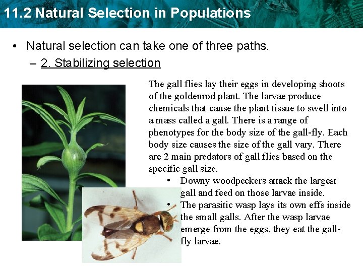 11. 2 Natural Selection in Populations • Natural selection can take one of three