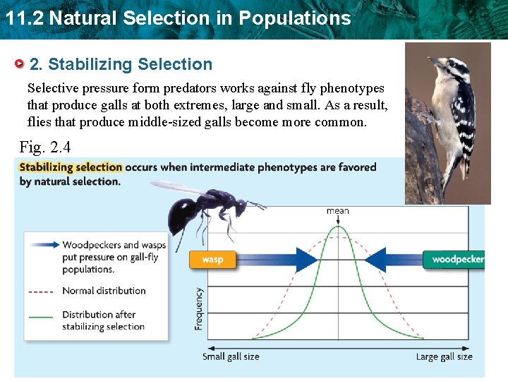 11. 2 Natural Selection in Populations 2. Stabilizing Selection Selective pressure form predators works