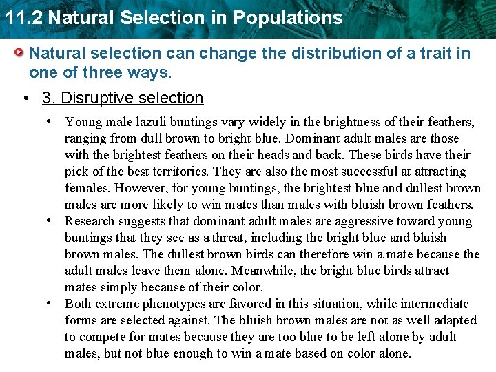 11. 2 Natural Selection in Populations Natural selection can change the distribution of a