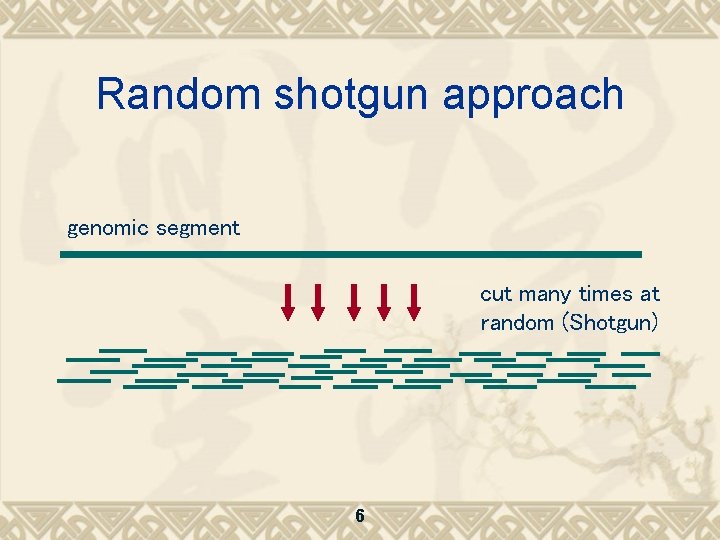 Random shotgun approach genomic segment cut many times at random (Shotgun) 6 