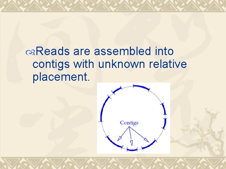  Reads are assembled into contigs with unknown relative placement. 