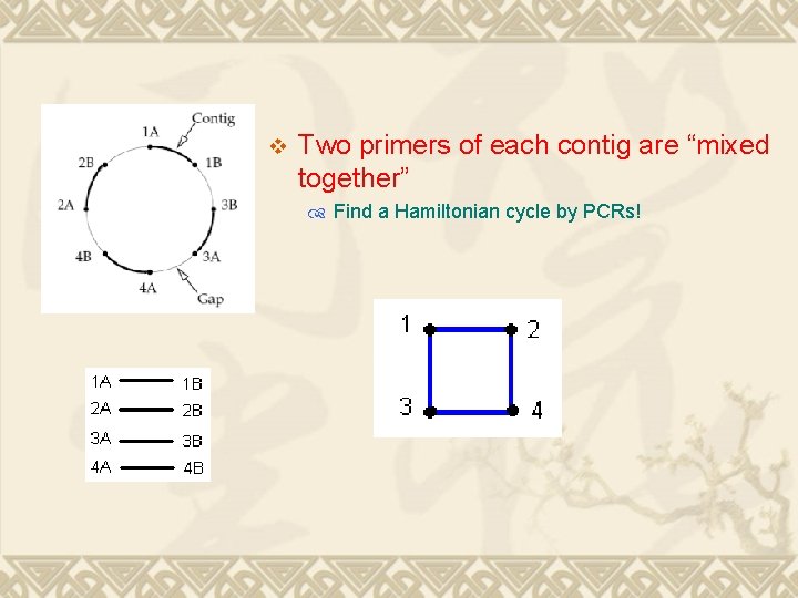 v Two primers of each contig are “mixed together” Find a Hamiltonian cycle by v Two primers of each contig are “mixed together” Find a Hamiltonian cycle by