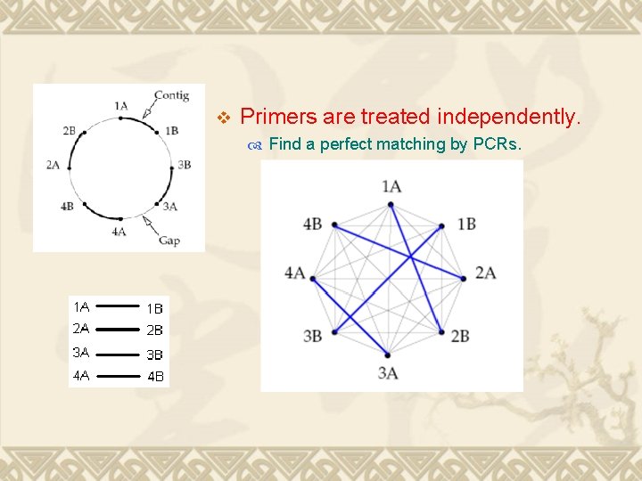 v Primers are treated independently. Find a perfect matching by PCRs. 