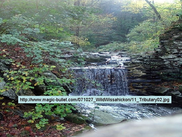 http: //www. magic-bullet. com/071027_Wild. Wissahickon/11_Tributary 02. jpg http: //www. magic-bullet. com/071027_Wild. Wissahickon/11_Tributary 02. jpg