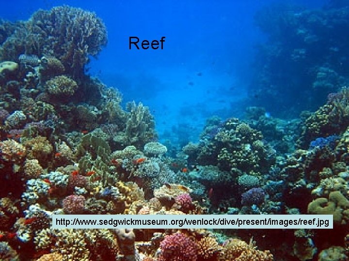 Reef http: //www. sedgwickmuseum. org/wenlock/dive/present/images/reef. jpg Reef http: //www. sedgwickmuseum. org/wenlock/dive/present/images/reef. jpg