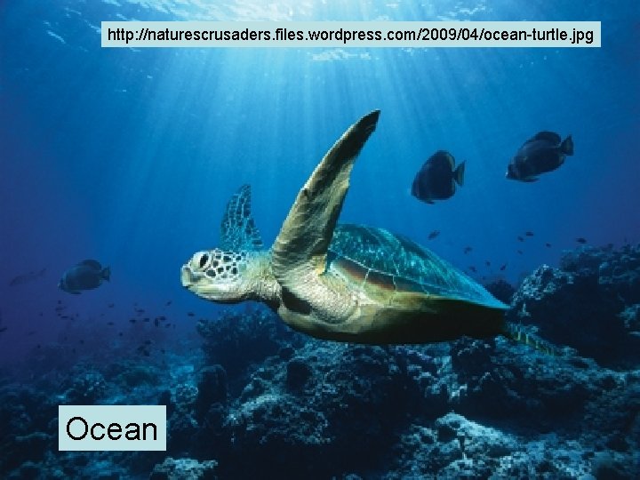 http: //naturescrusaders. files. wordpress. com/2009/04/ocean-turtle. jpg Ocean http: //naturescrusaders. files. wordpress. com/2009/04/ocean-turtle. jpg Ocean
