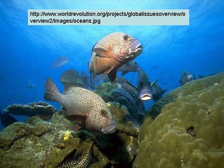 http: //www. worldrevolution. org/projects/globalissuesoverview/o verview 2/images/oceans. jpg http: //www. worldrevolution. org/projects/globalissuesoverview/o verview 2/images/oceans. jpg