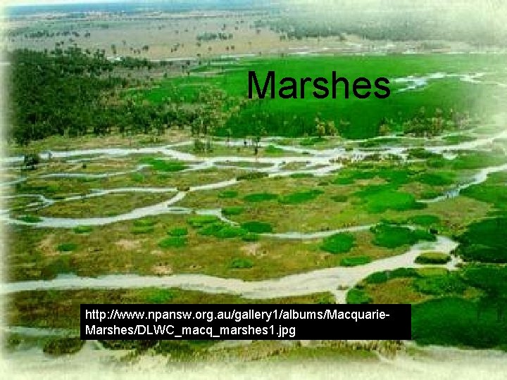 Marshes http: //www. npansw. org. au/gallery 1/albums/Macquarie. Marshes/DLWC_macq_marshes 1. jpg Marshes http: //www. npansw. org. au/gallery 1/albums/Macquarie. Marshes/DLWC_macq_marshes 1. jpg