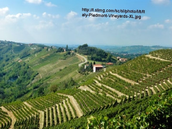 http: //i. slimg. com/sc/sl/photo/i/it/I t aly-Piedmont-Vineyards-XL. jpg http: //i. slimg. com/sc/sl/photo/i/it/I t aly-Piedmont-Vineyards-XL. jpg