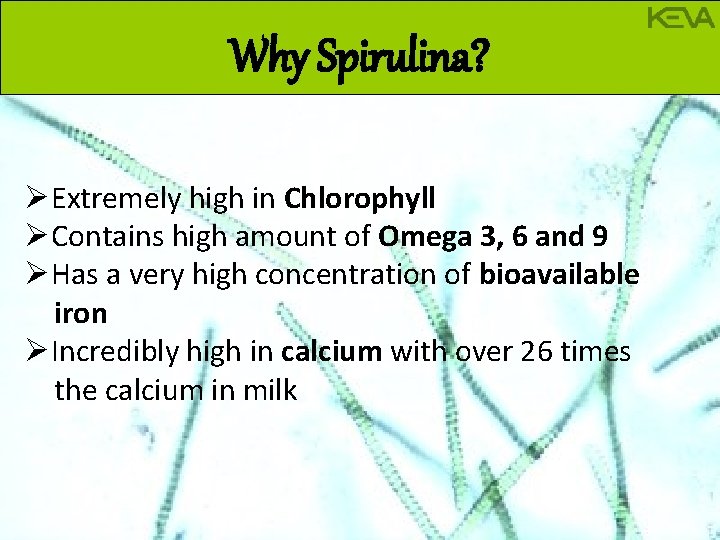 Why Spirulina? ØExtremely high in Chlorophyll ØContains high amount of Omega 3, 6 and