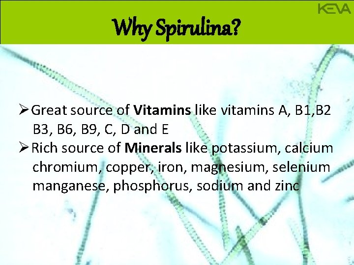 Why Spirulina? ØGreat source of Vitamins like vitamins A, B 1, B 2 B