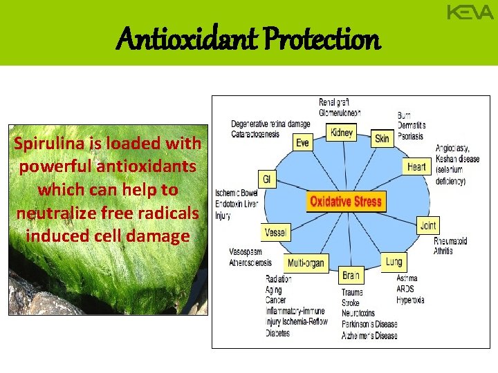 Antioxidant Protection Spirulina is loaded with powerful antioxidants which can help to neutralize free