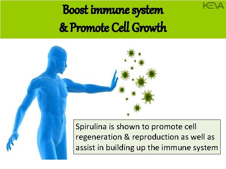 Boost immune system & Promote Cell Growth Spirulina is shown to promote cell regeneration