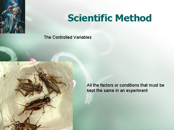 Scientific Method The Controlled Variables All the factors or conditions that must be kept