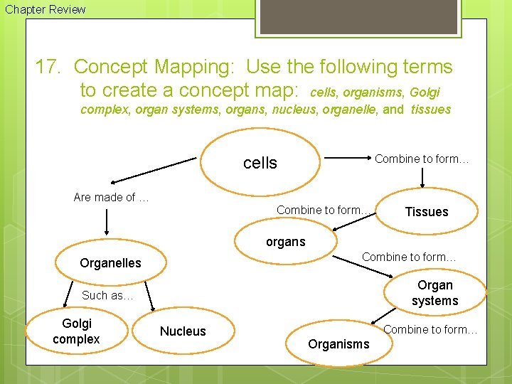 Chapter Review 17. Concept Mapping: Use the following terms to create a concept map: