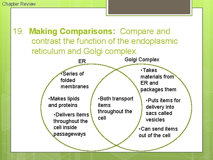 Chapter Review 19. Making Comparisons: Compare and contrast the function of the endoplasmic reticulum