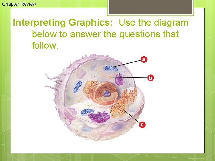 Chapter Review Interpreting Graphics: Use the diagram below to answer the questions that follow.