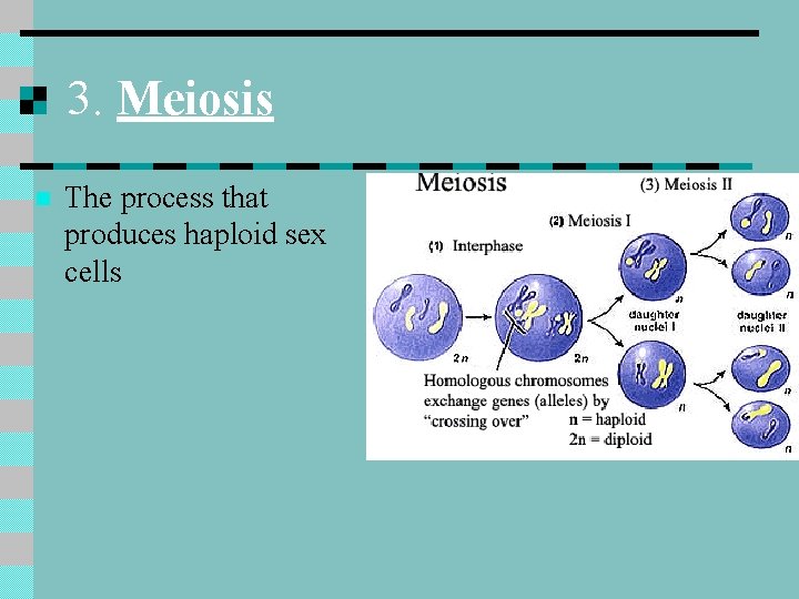 3. Meiosis n The process that produces haploid sex cells 