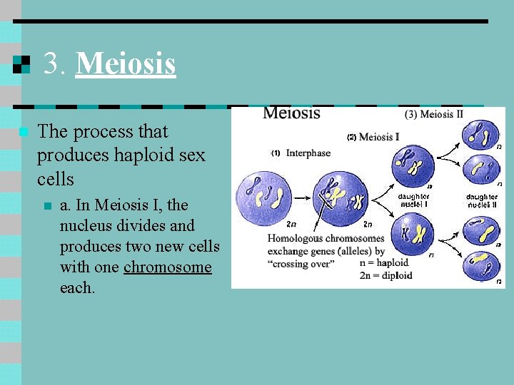 3. Meiosis n The process that produces haploid sex cells n a. In Meiosis