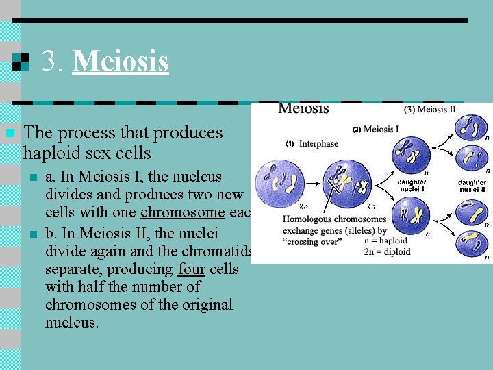 3. Meiosis n The process that produces haploid sex cells n n a. In