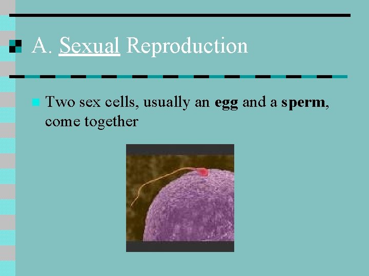 A. Sexual Reproduction n Two sex cells, usually an egg and a sperm, come